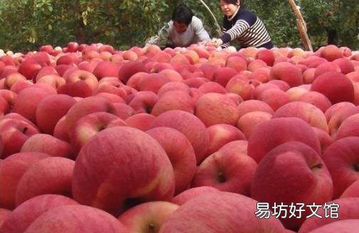 吃苹果真的会瘦 吃苹果什么时候才有效