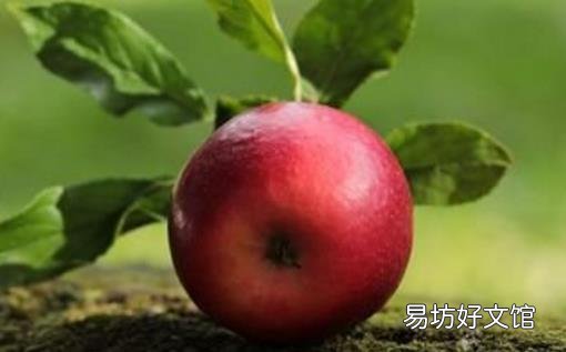 吃苹果真的会瘦 吃苹果什么时候才有效