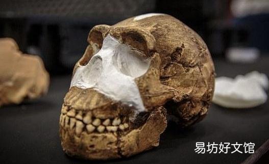 南非发现新人种骨骼化石,改变人类物种认知