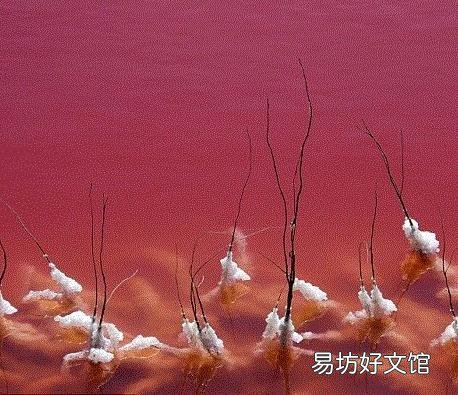 法国惊现血水湖:湖水如红海湖水中的盐结晶