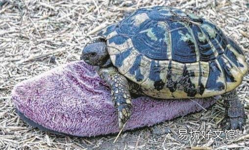 乌龟中的奇葩：雄龟和拖鞋相恋30年