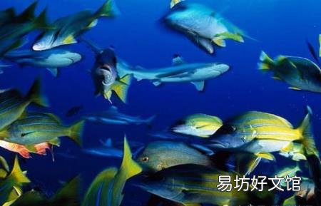 美丽的海洋之眼大蓝洞 潜水爱好者的乐园