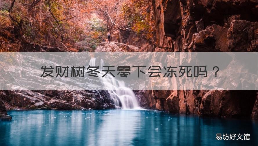 发财树冬天零下会冻死吗 发财树冬天会冷死吗