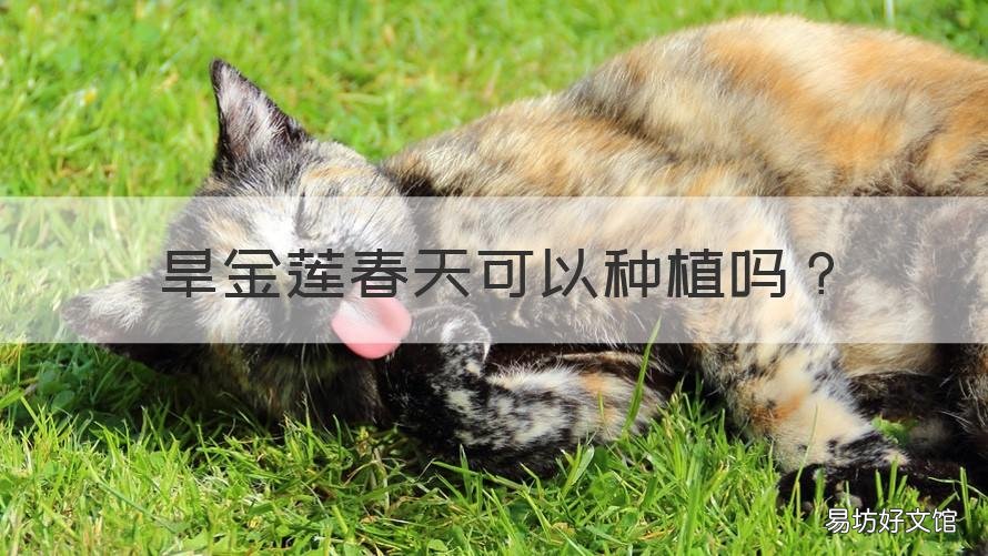 旱金莲春天可以种植吗 旱金莲春天可以种植吗视频