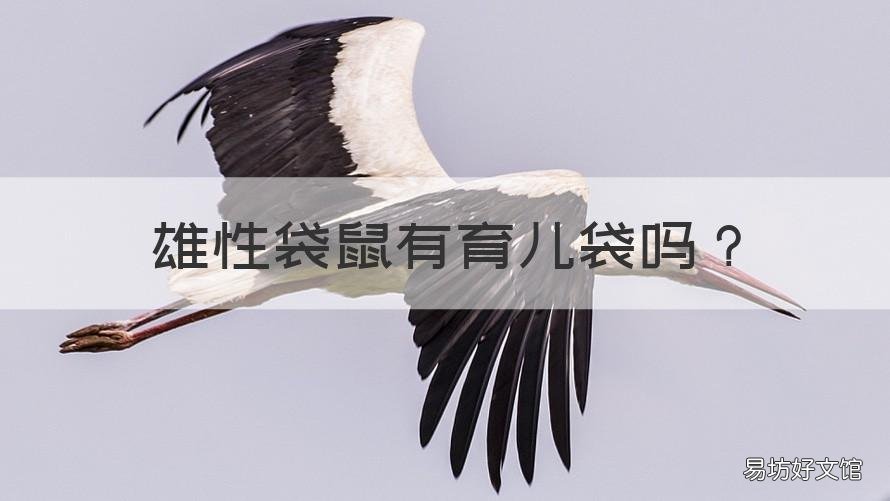 雄性袋鼠有育儿袋吗 雌性袋鼠的育儿袋