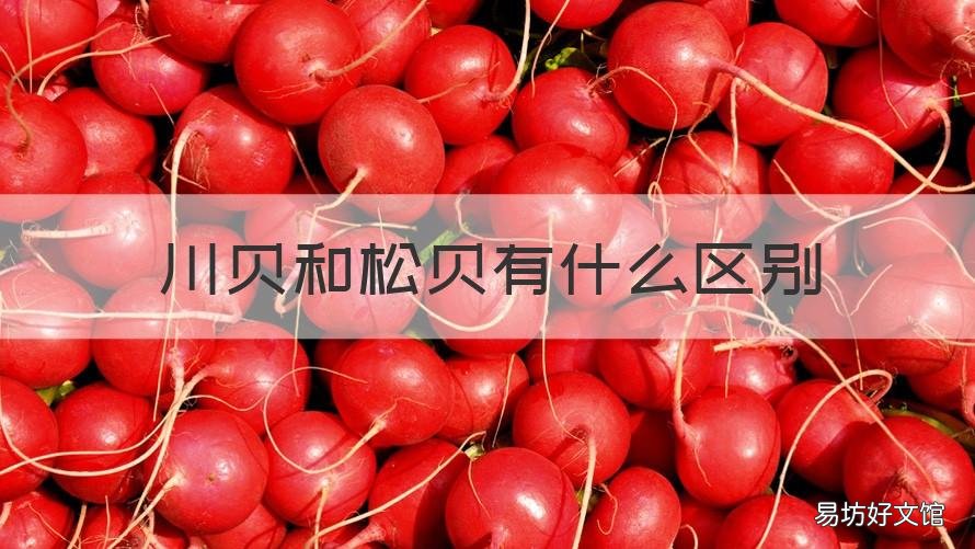 川贝和松贝有什么区别 川贝和松贝有什么区别和功效