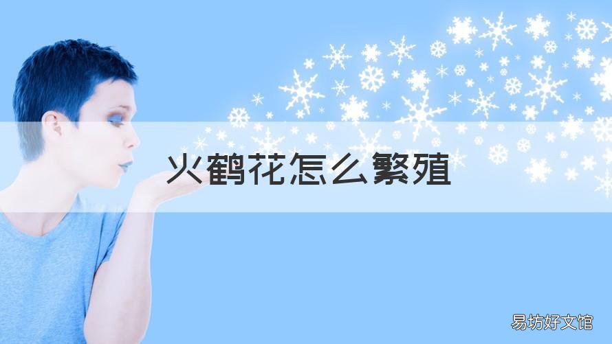 火鹤花怎么繁殖 火鹤花怎样繁殖