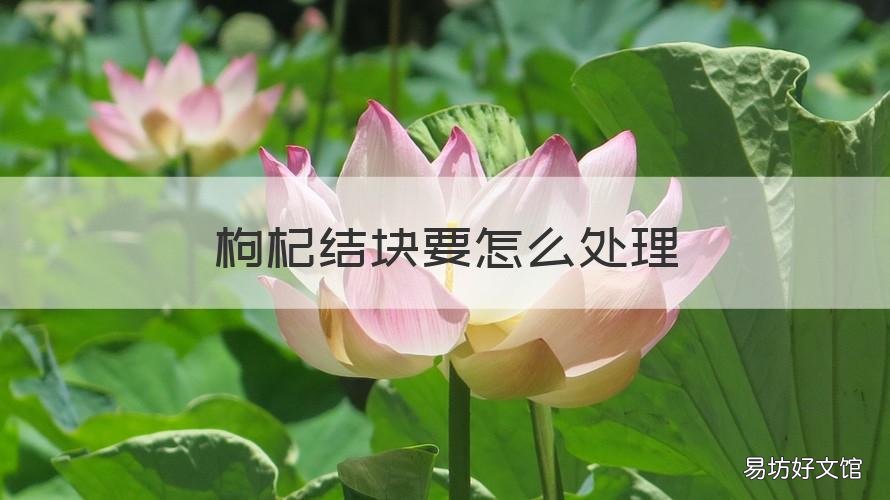 枸杞结块要怎么处理 枸杞受潮结块怎么办