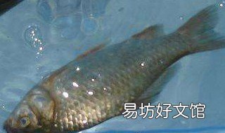 飞铅钓法钓鲫鱼 飞铅钓法钓鲫鱼怎么样