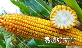 1331玉米品种 1331玉米品种视频