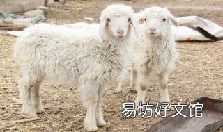 养羊是放养好还是圈养好 养羊圈养和放养哪个好