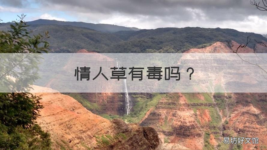 情人草有毒吗 情人草有什么作用