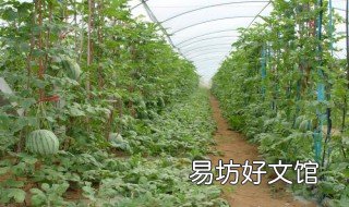 大棚西瓜怎么种 种大棚西瓜的详细方法和全部技术