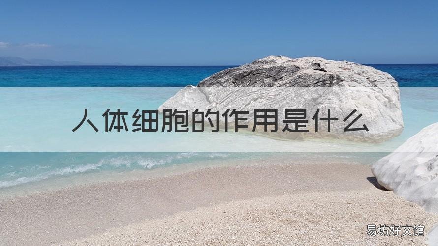 人体细胞的作用是什么 人体细胞的作用是什么意思