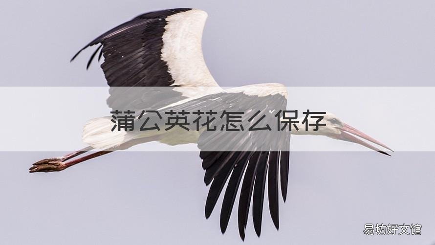 蒲公英花怎么保存 蒲公英花怎么保存时间长