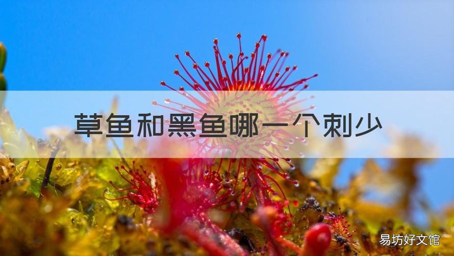 草鱼和黑鱼哪一个刺少 草鱼刺少还是黑鱼