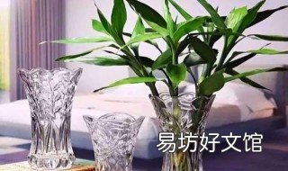 富贵竹黄叶什么原因 富贵竹黄叶是怎么回事啊