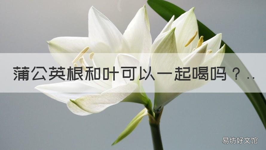 蒲公英根和叶可以一起喝吗 蒲公英根花叶一起喝好吗