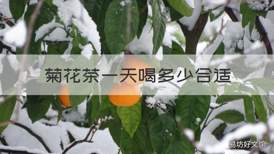 菊花茶一天喝多少合适 菊花茶一天喝多少合适啊