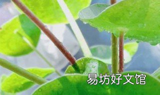 金钱草叶黄怎么回事 金钱草总是黄叶怎么回事