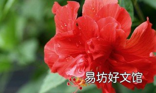 扶桑花叶子发黄怎么办 扶桑花花期叶子发黄是啥原因,怎么办