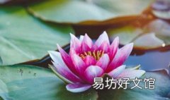 睡莲黄叶的原因是什么 睡莲为什么黄叶