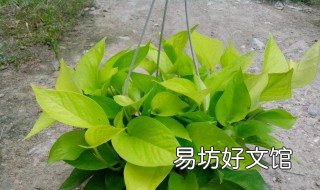 绿萝花叶子黄怎么办 绿萝花叶子黄了怎么办应该怎么养