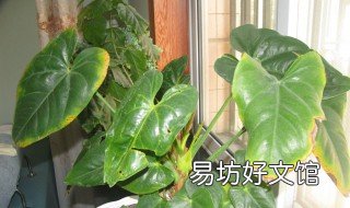 火鹤叶子黄是什么原因 火鹤叶子黄是什么原因引起的