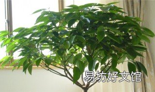 平安树叶子发黄怎么办 平安树叶子发黄怎么办?花匠教你4招,保证叶子绿油油