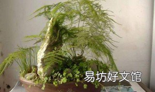 红豆杉变黄叶怎么处理 刚种植的红豆杉出现黄叶怎么办