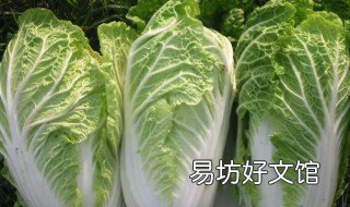 白菜属于什么科 白菜属于什么目什么科什么属
