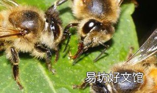 新手养蜂入门 新手养蜂入门 百度网盘