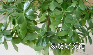 玉树可以放卧室吗 玉树放在卧室行吗