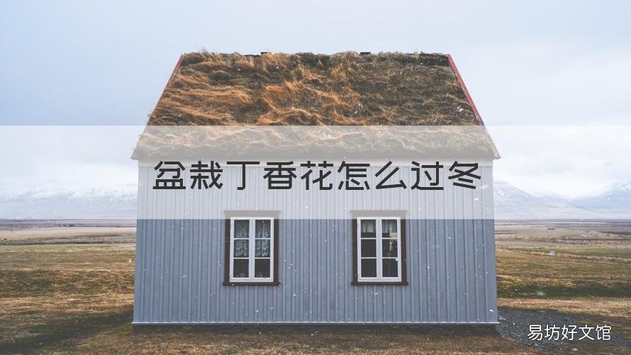 盆栽丁香花怎么过冬 盆栽丁香花冬天怎么养活