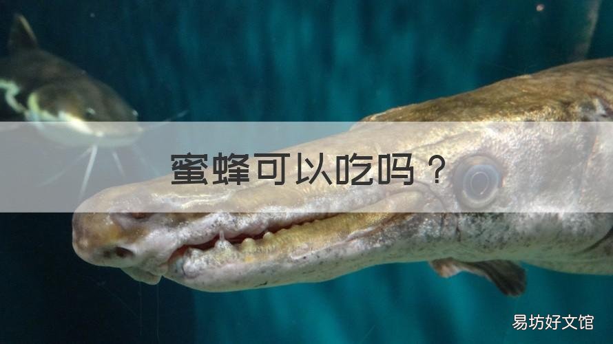 蜜蜂可以吃吗 蜜蜂可以吃吗?有人用来泡酒,好吗?