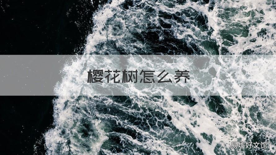 樱花树怎么养 樱花树怎么养护