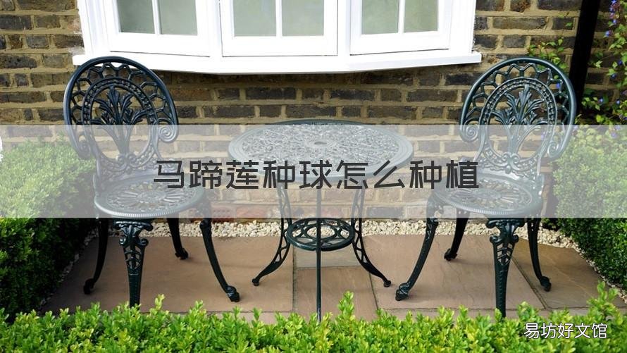 马蹄莲种球怎么种植 马蹄莲种球怎么种植多长时间才能发芽
