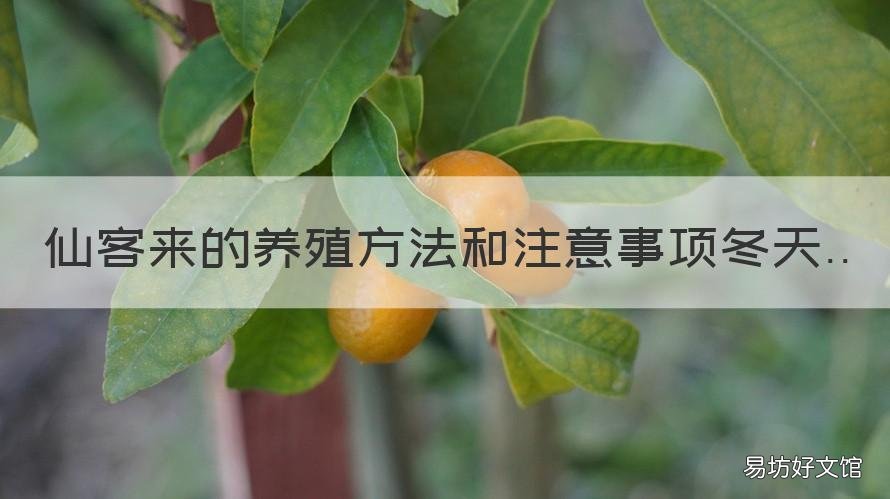 仙客来的养殖方法和注意事项冬天 仙客来的养殖方法和注意事项的养殖方法