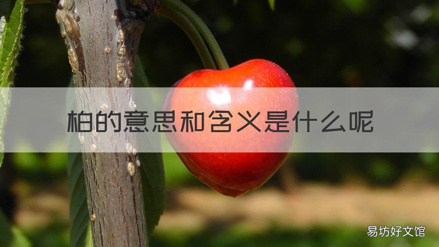柏的意思和含义是什么呢 柏的意思是什么呢?