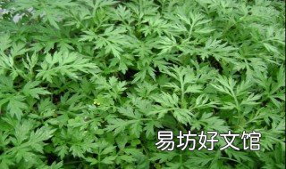 艾叶水的功效与作用 哺乳期喝艾叶水的功效与作用