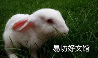 小兔子怎么养才不容易死掉 兔子容易养死吗