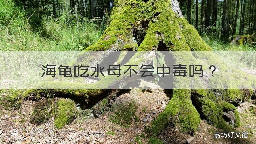 海龟吃水母不会中毒吗 乌龟会不会吃水母