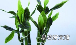 富贵竹用土养怎么养 富贵竹土养怎么养才能更旺盛