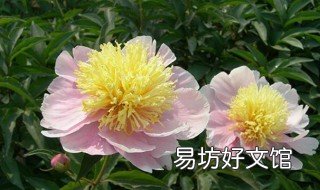 芍药如何养 芍药如何养才能开花
