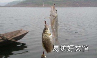 初春用什么钓鲤鱼最好 春天钓鲤鱼用什么鱼饵最好