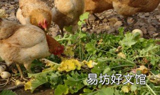 散养土蛋鸡品种的选择 散养土蛋鸡品种的选择方法