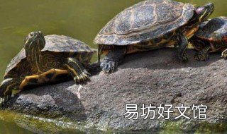乌龟冬天怎么养 乌龟冬天要水养还是干养