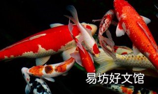 锦鲤鱼怎么养 鱼缸锦鲤鱼怎么养