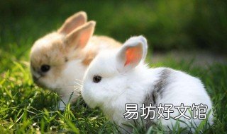 兔子吃什么 兔子吃什么长得快又胖