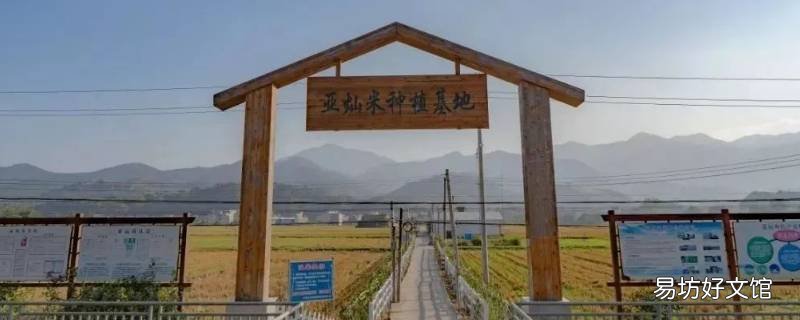 亚灿米基地在哪里 亚灿米是什么品种
